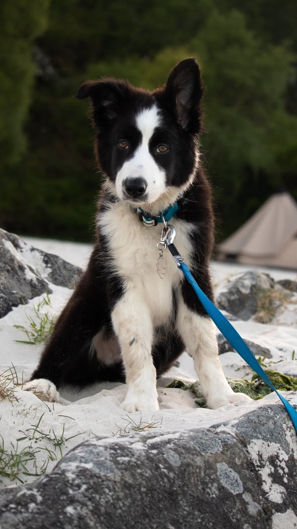 bolt