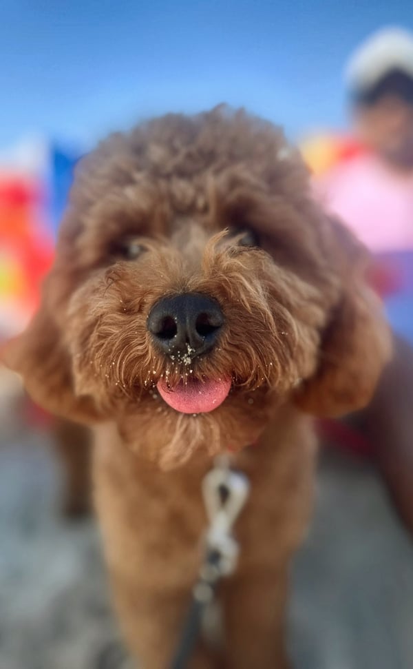 Teddy
