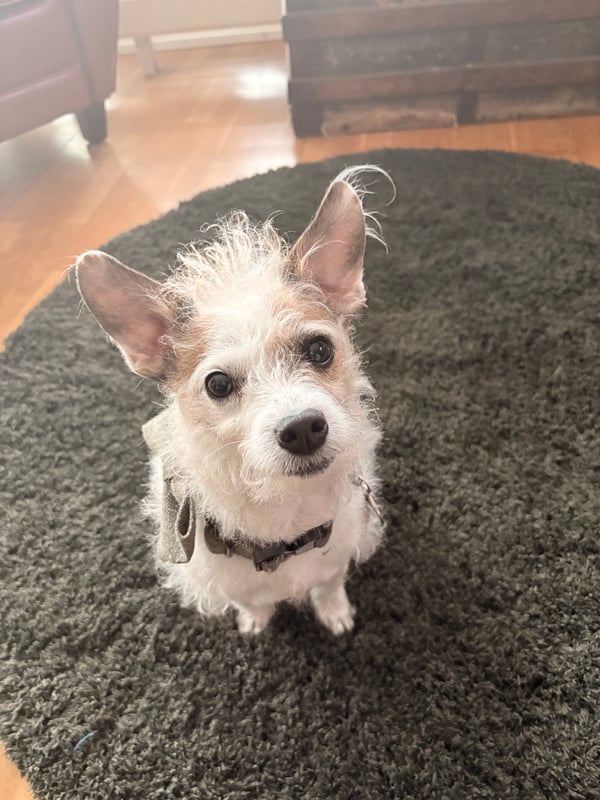 Vinnie