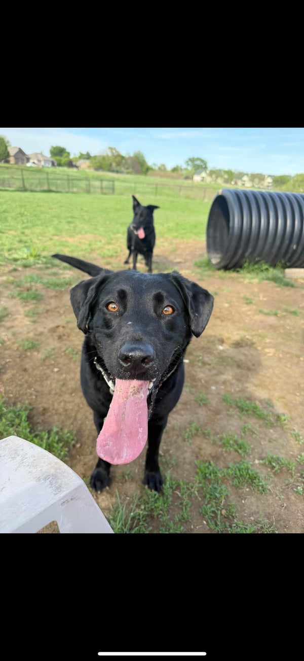 Stella and Luna