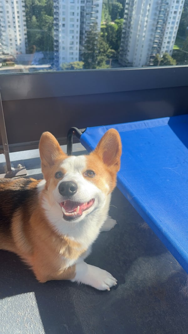 Scout