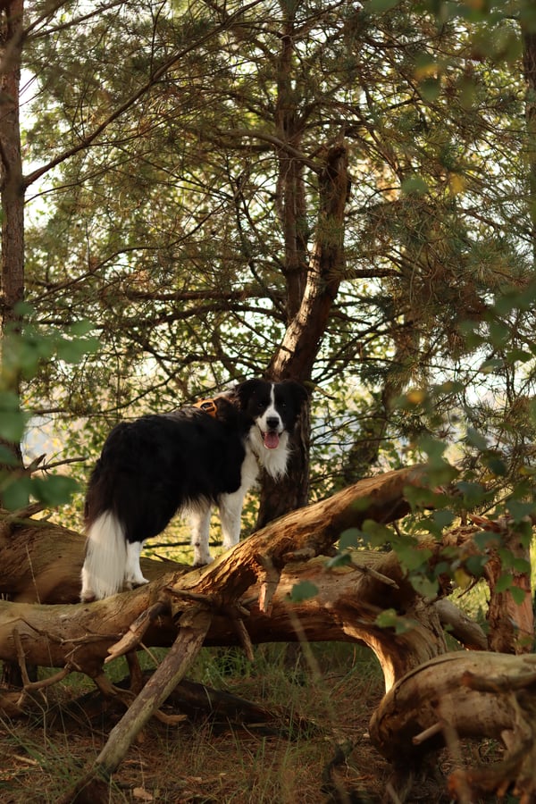 Odin