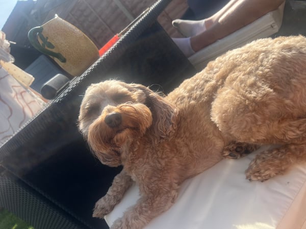 Bailey