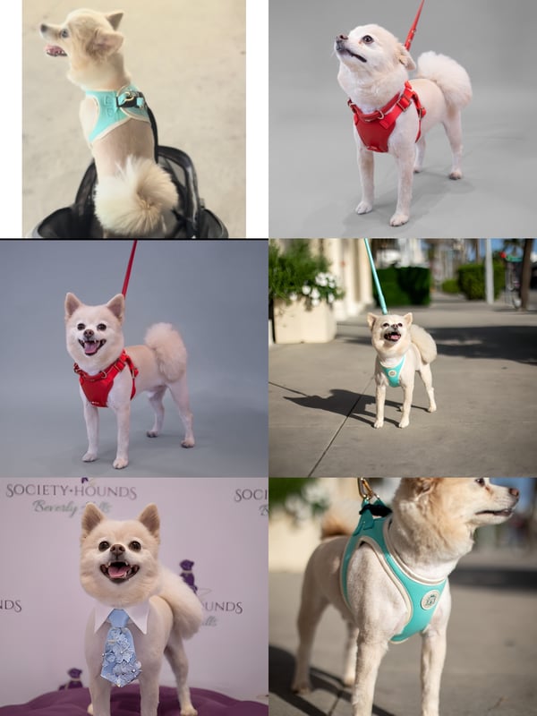Bailey