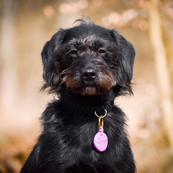 Bailey