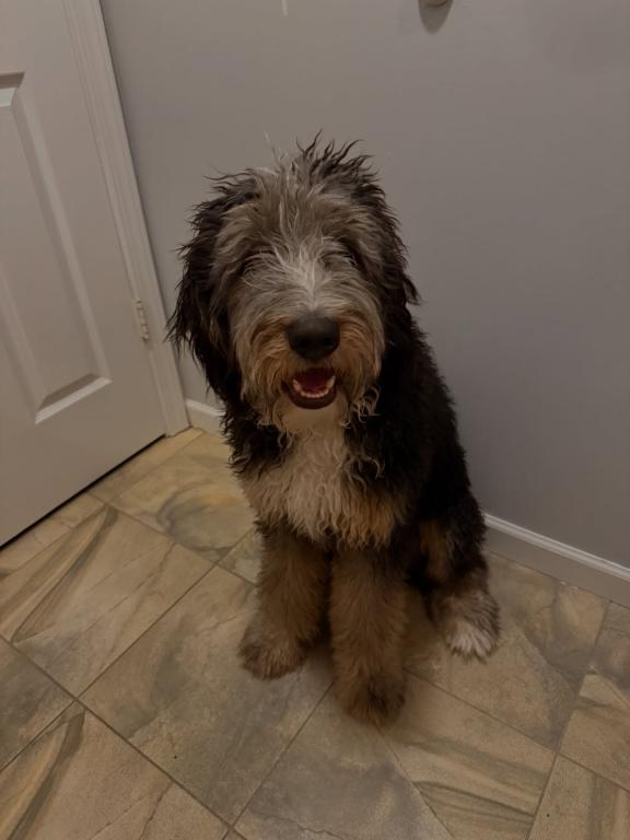 Bo