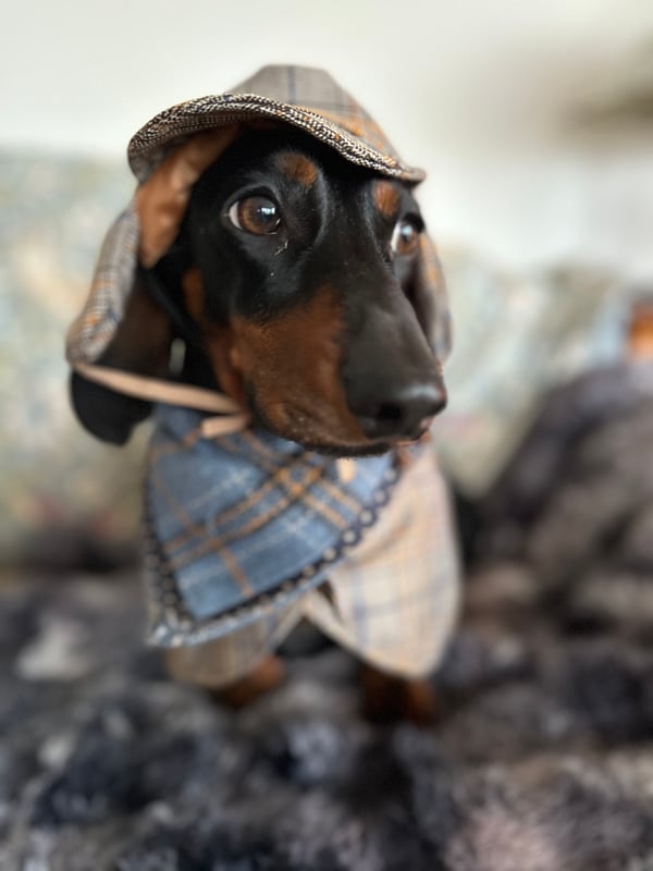 Rocky von Schnitzel