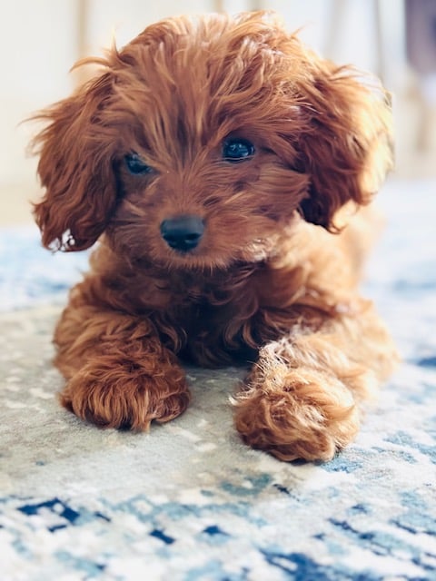 REBA