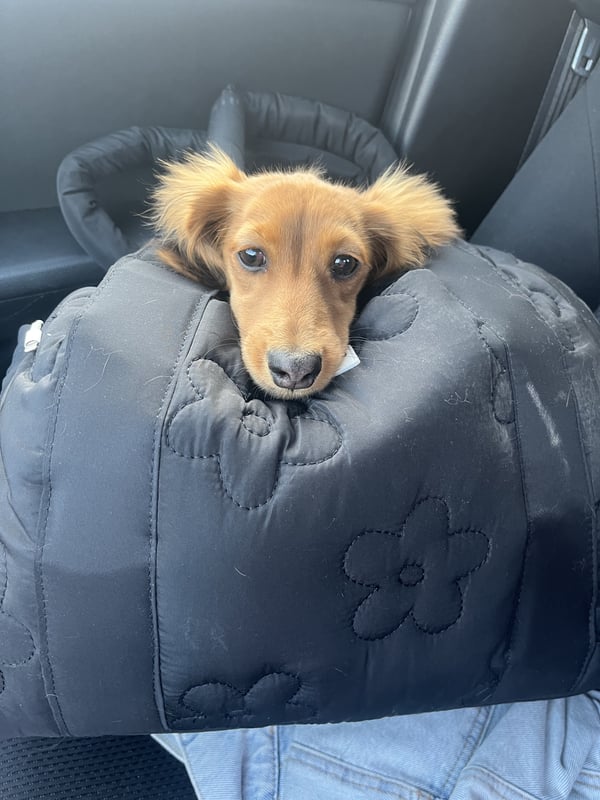 Poppy D.O.G