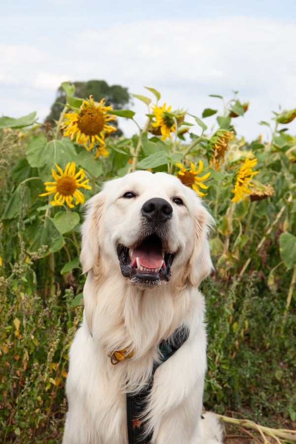 Alfred