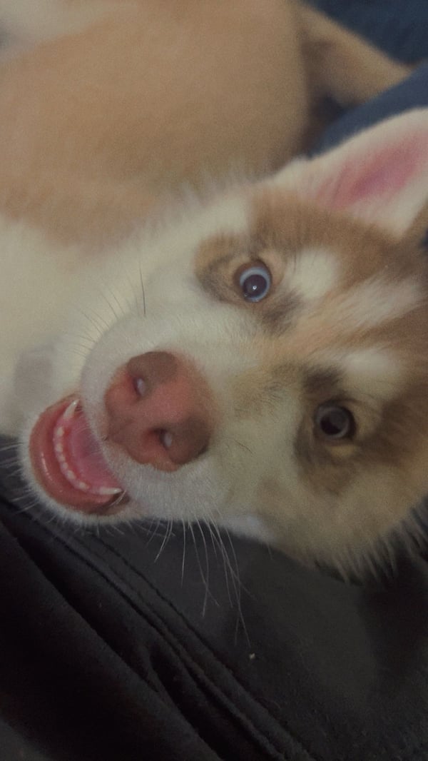 Diesel