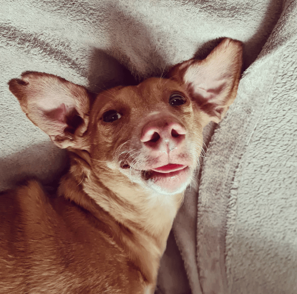 Pino