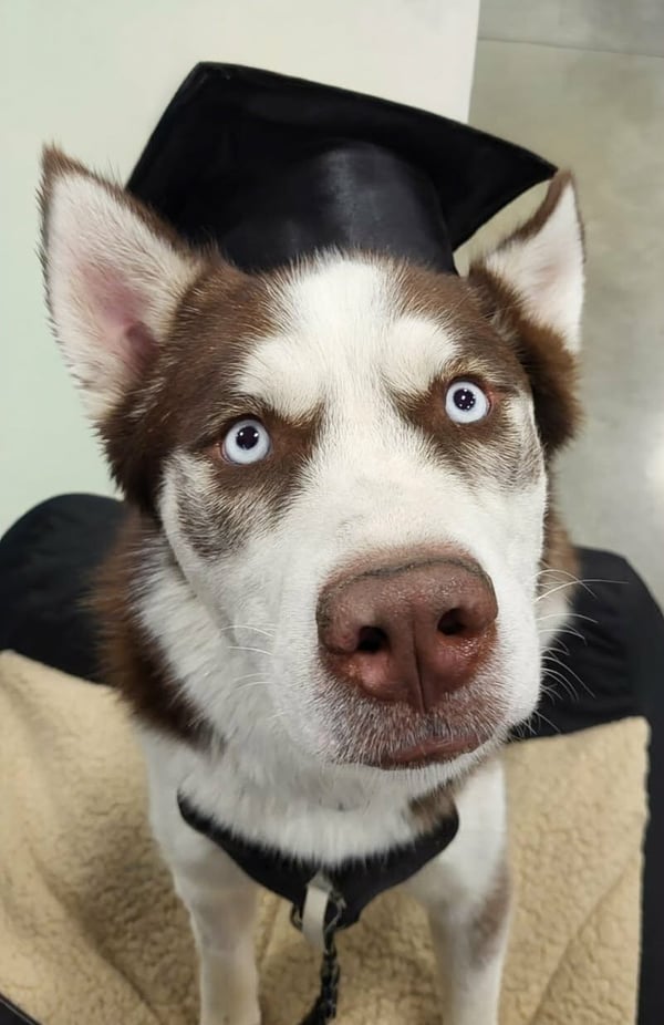 Balto