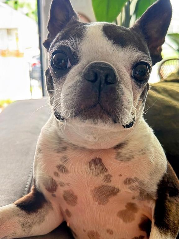 Ophelia Mae