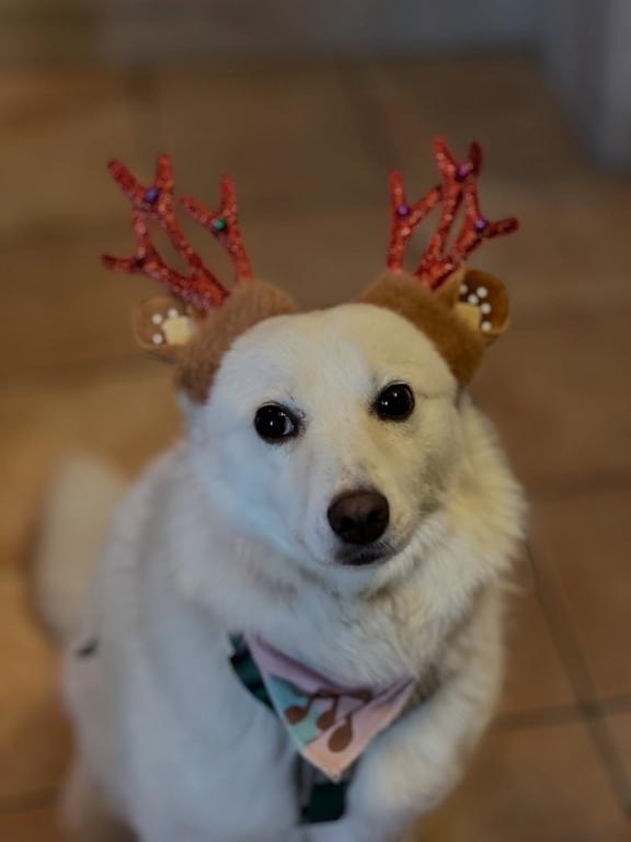 Fee / Püppy