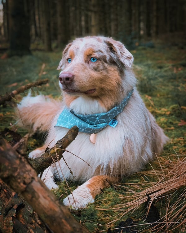 Joschi