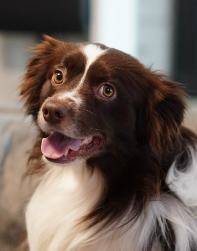 Remy