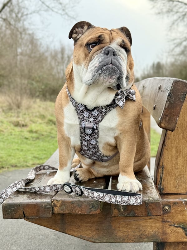 Queenie