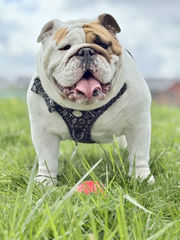 Hugo