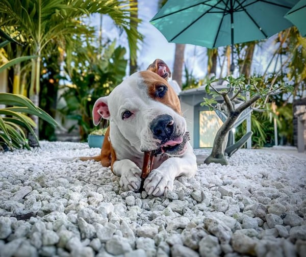 Penelope