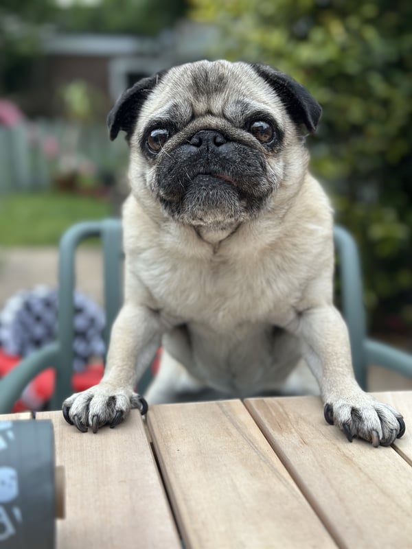 Roxy