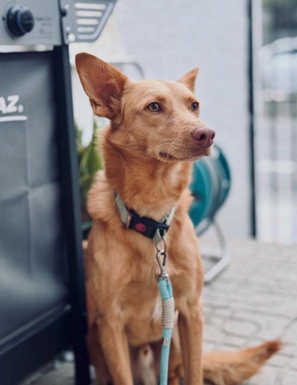 Zeus