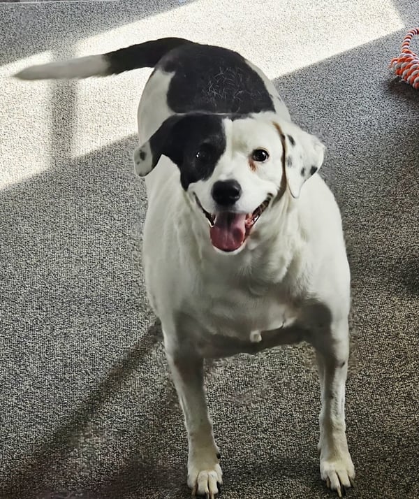 Gemma