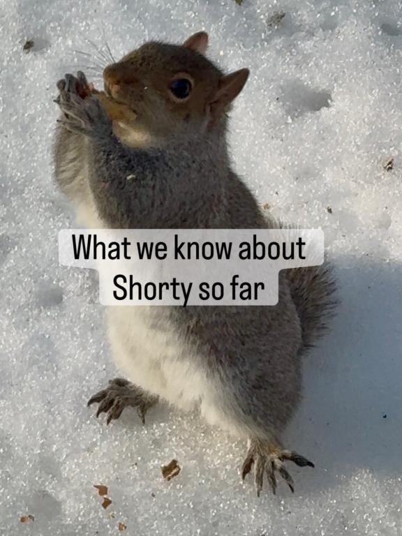 Shorty