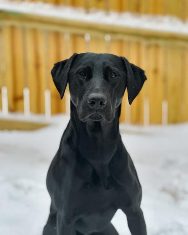 Nova