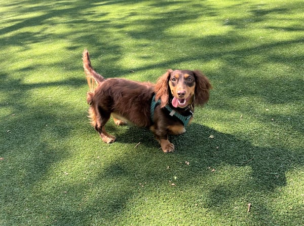Pippa
