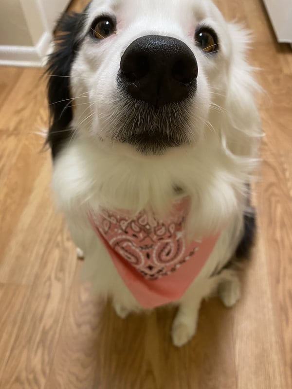 Arya