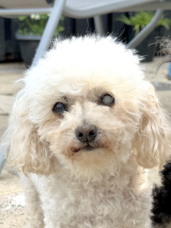 Fluffy