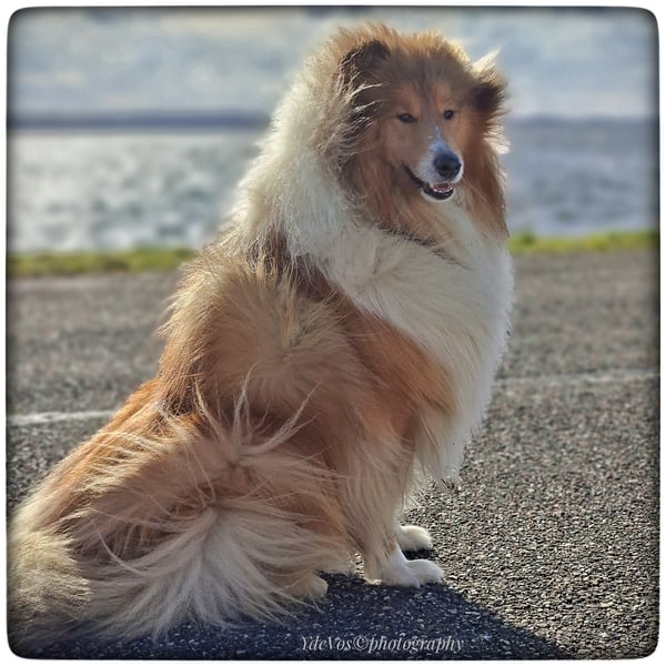 Kenji