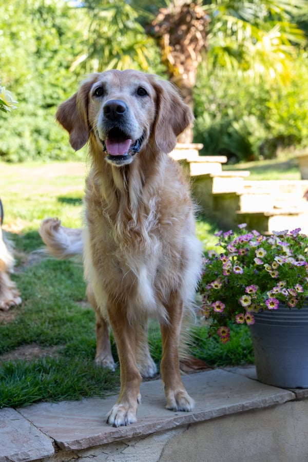 Indi