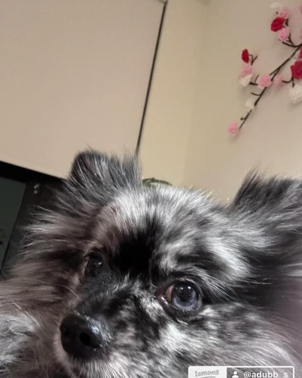 Archibald Wolfgang