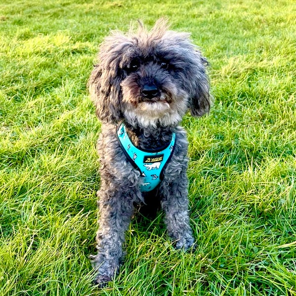 Daisy