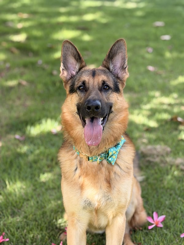 Koa