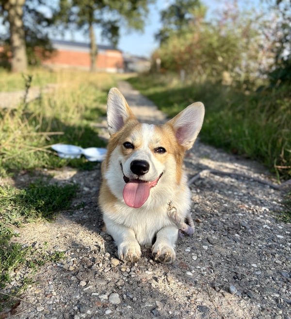 Oscar