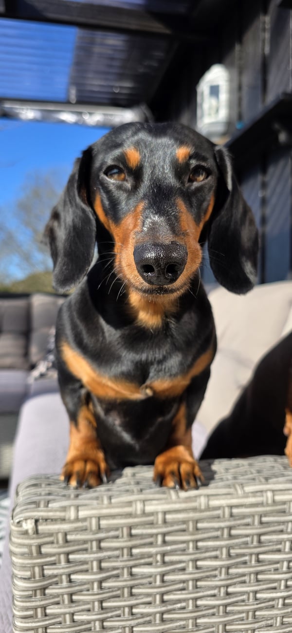 Buddy