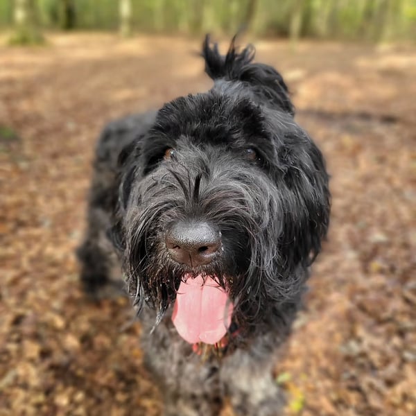 Nahaufnahme eines zotteligen schwarzen Hundes, der in einem bewaldeten Park mit heraushängender Zunge direkt in die Kamera schaut