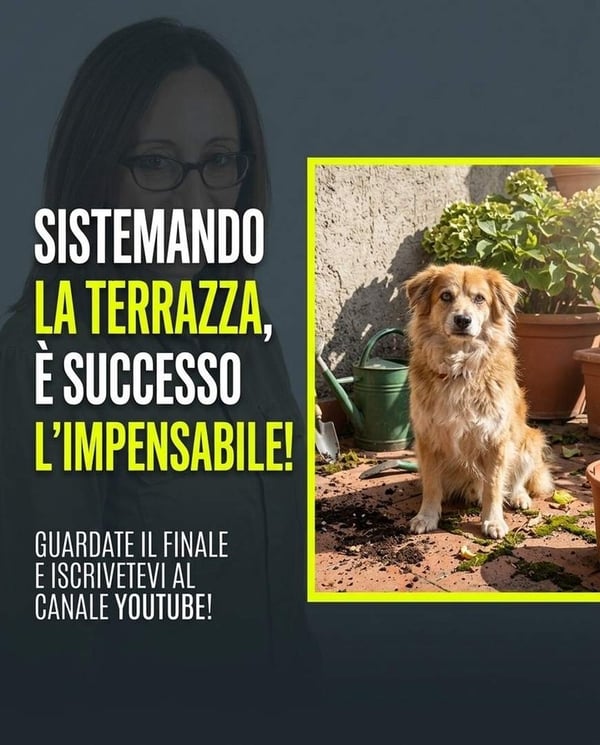 Free dog photo