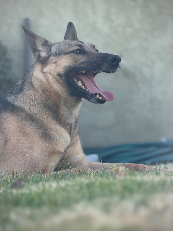Cloudy Day German Shepherd Mix