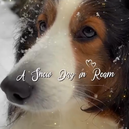 Winter's officially started ❄️☃️ #RoamPets #winterfun
