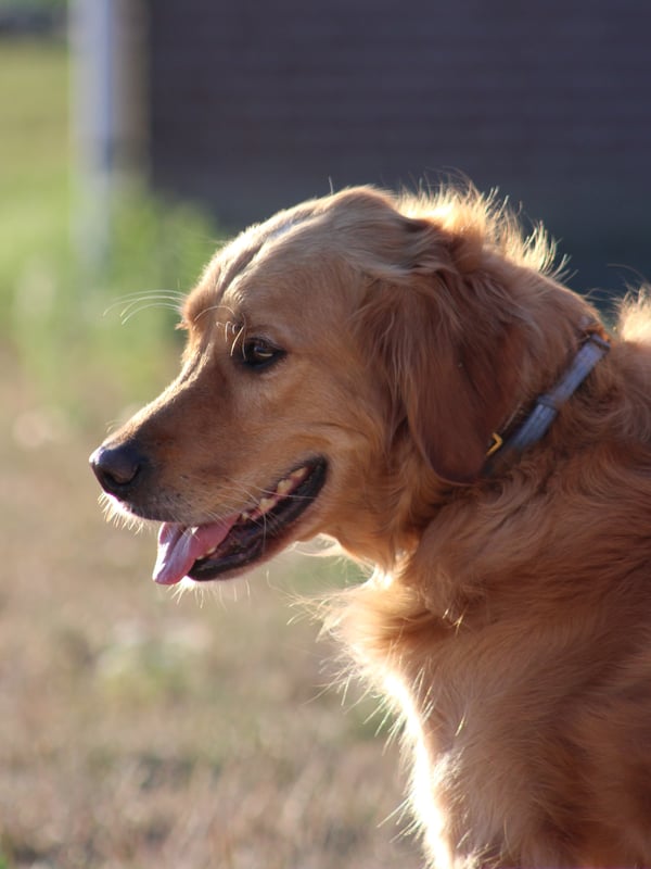 Ein Golden Retriever im Seitenprofil, hechelnd mit heraushängender Zunge im sanften Sonnenlicht.