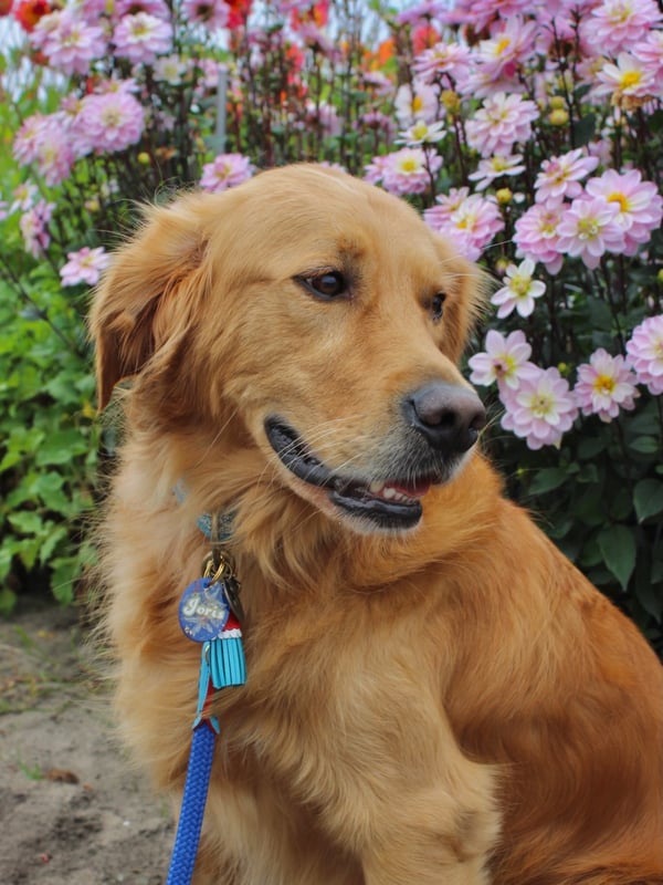 Ein Golden Retriever mit Halsband, der vor blühenden rosa Dahlien in einem Garten sitzt.
