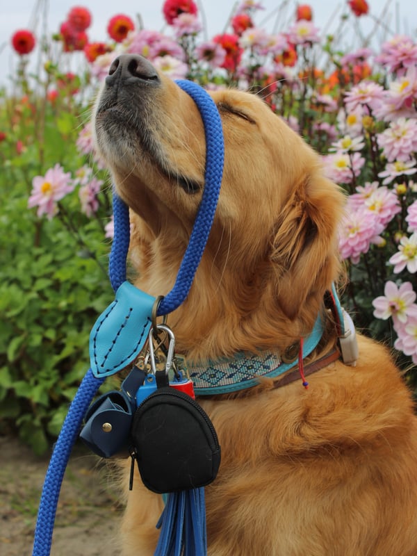 Free dog photo