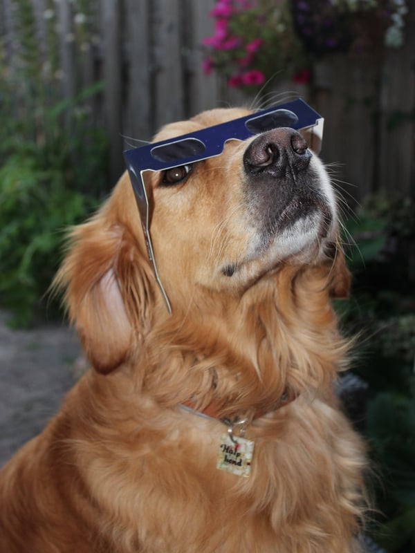 Free dog photo