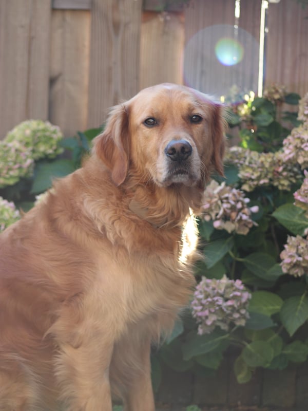 Ein Golden Retriever, der im Freien vor einem Holzzaun und blühenden Hortensienbüschen sitzt.