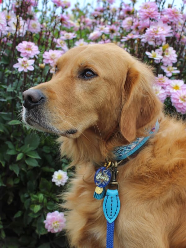 Een close-up profielportret van een golden retriever met een blauwe halsband voor roze bloemen.