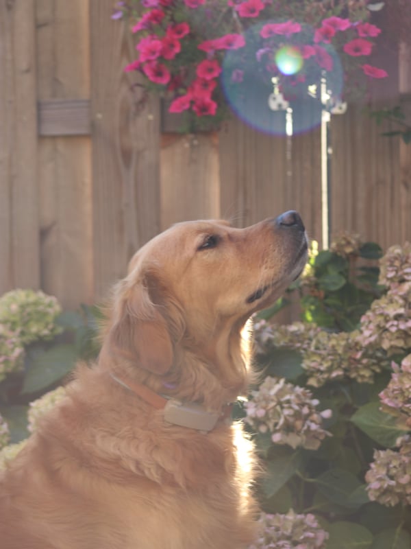 Een golden retriever in profiel die omhoog kijkt in een achtertuin met zonnegloed en roze bloemen
